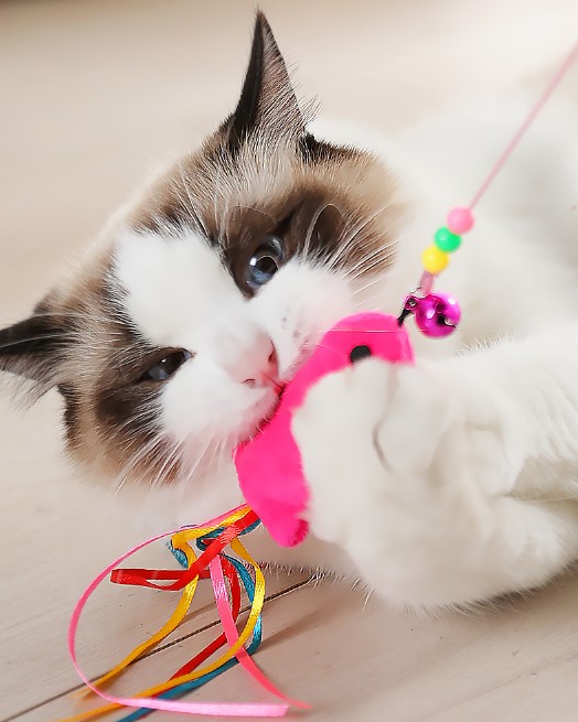Balıklı Kedi Oyun Oltası