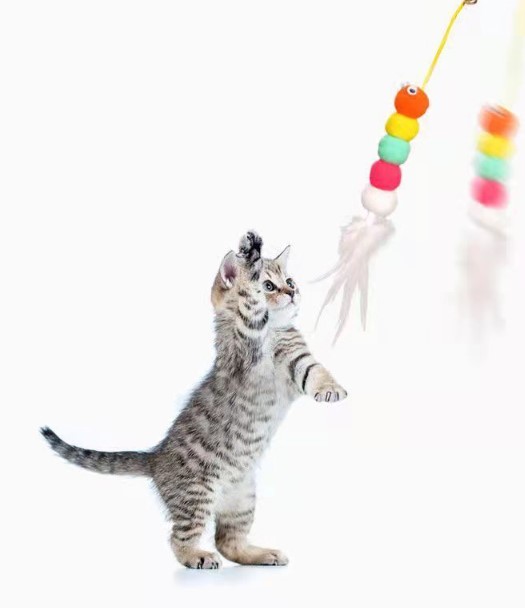 Elastik Yapışkanlı Kedi Oyun Oltası