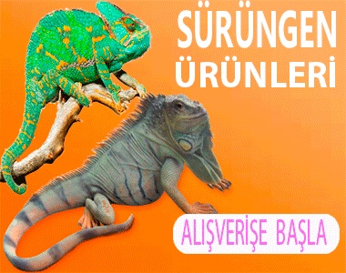 Sürüngen Ürünleri