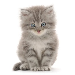 Kedi Ürünleri